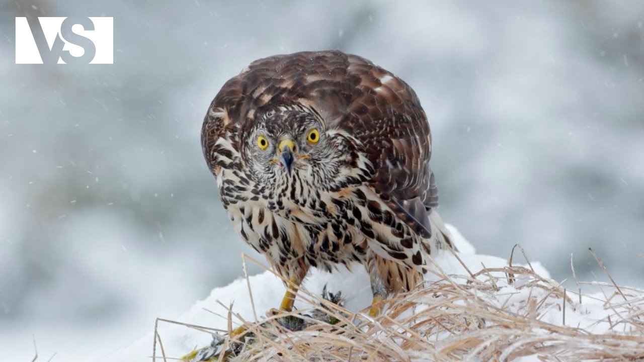 PAYS DE GALLES | Une Année dans les Forêts Plus Extrêmes du Royaume-Uni – Documentaire Animalier