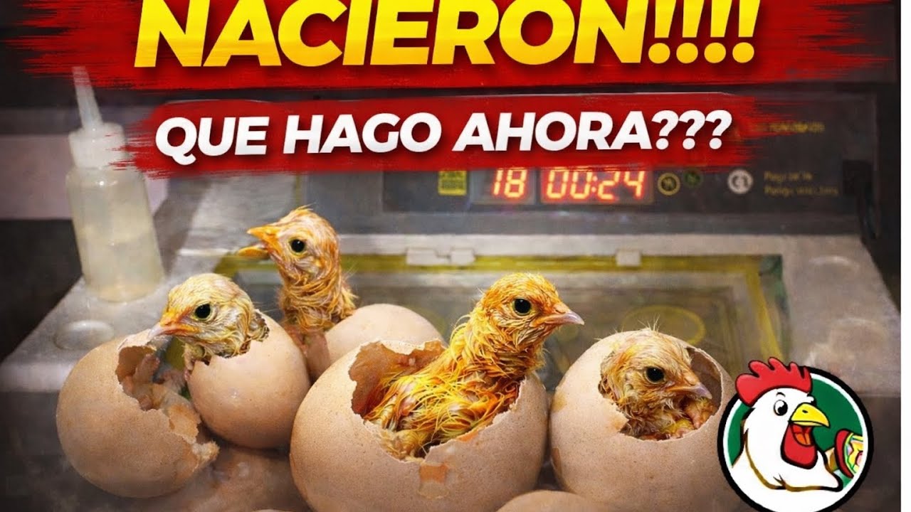 ¡NACIERON! Qué hacer con pollitos recién nacidos (PASO A PASO)