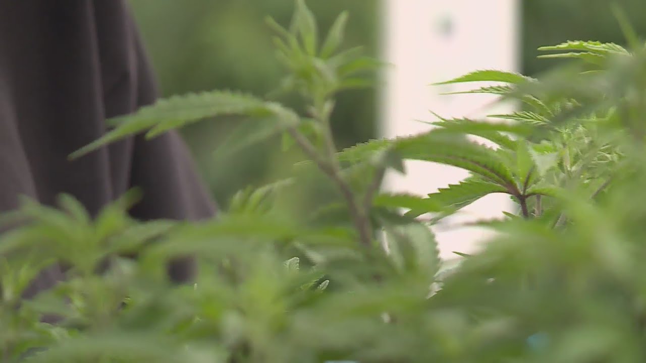 Weeding out Virginia's new marijuana laws: Legalizing possession a start, but more needs to be done,