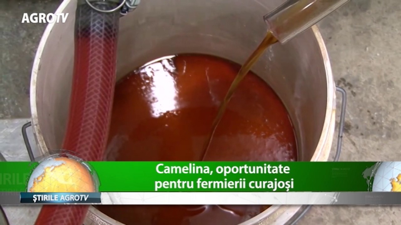 Camelina e mai tare ca benzina