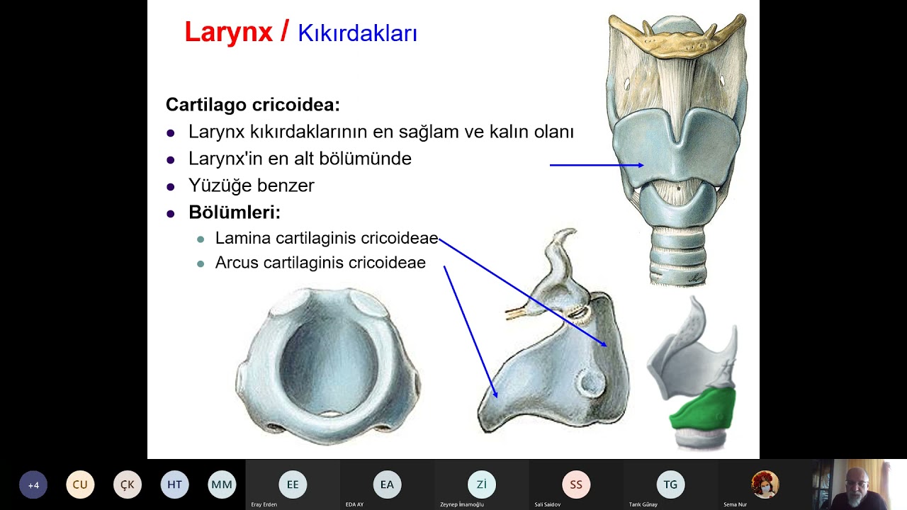 DHF.D1.11.Pharynx Larynx 2