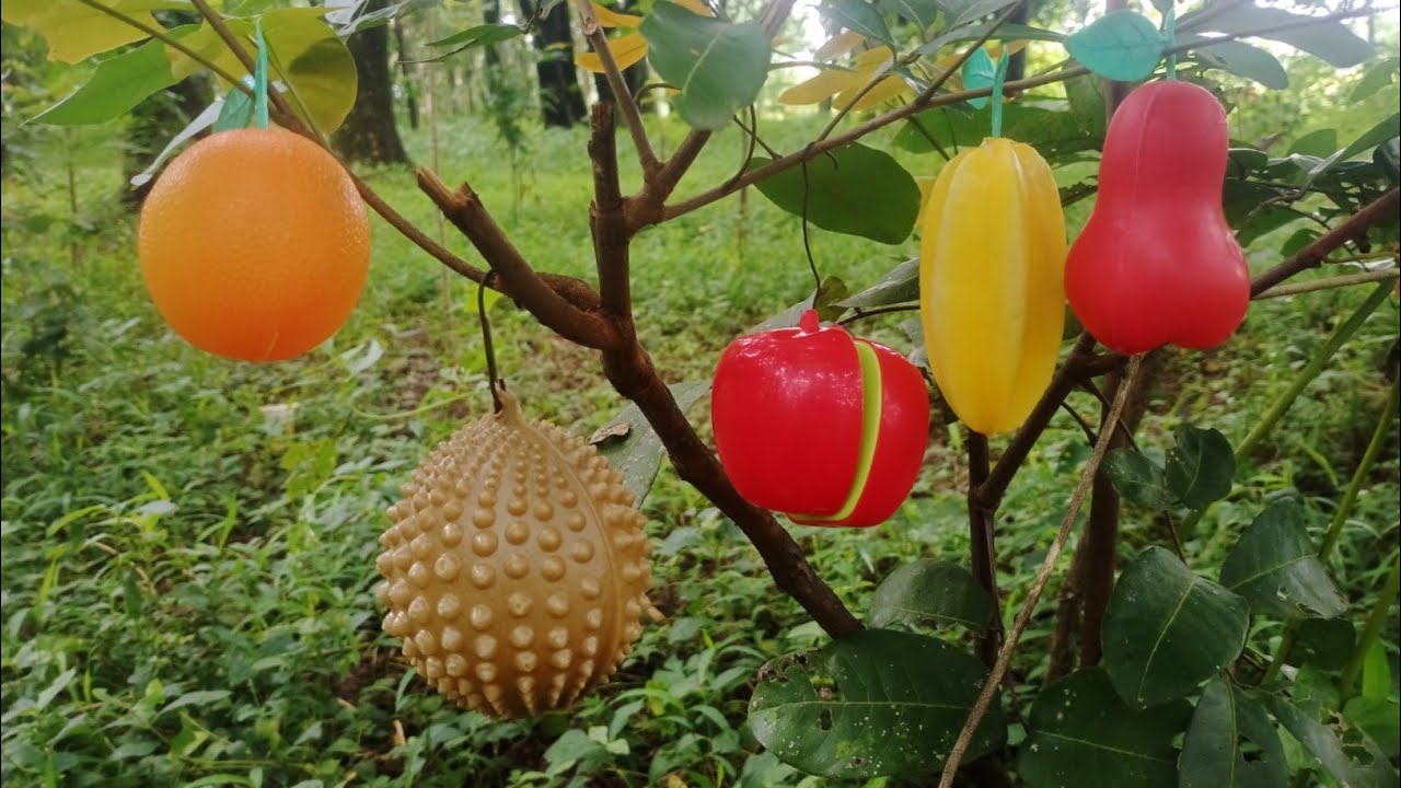 Pohon aneh banyak buah buahan nya, ada jeruk, durian, apel, belimbing, jambu