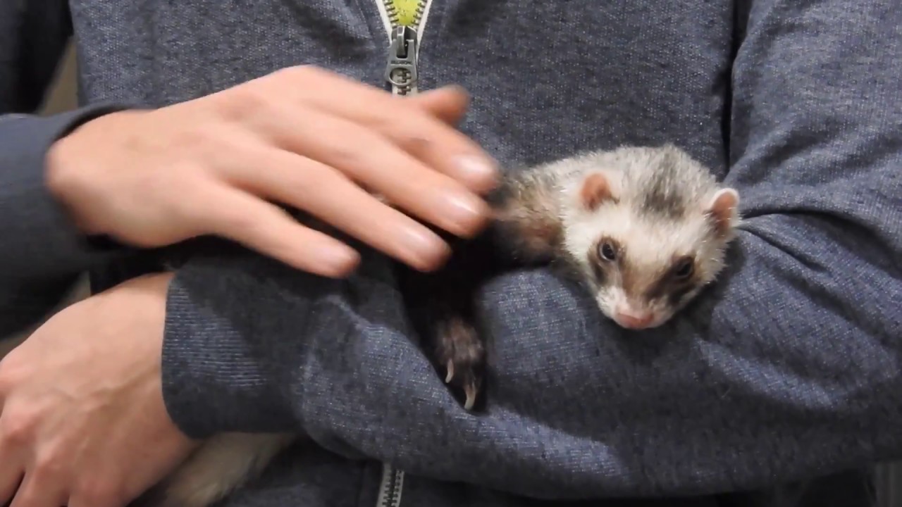 CAP 115. VETERINARIO DE HURONES, Ecografía de Timón el Hurón