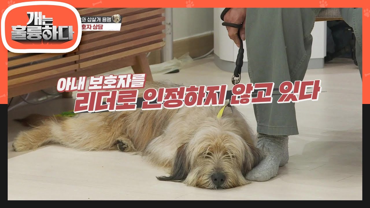 초보자들이 키우기엔 어려운 삽살개! 일반 반려견들과는 많이 다른 삽살개 이해하기!  [개는 훌륭하다/Dogs Are Incredible] | KBS 211122 방송