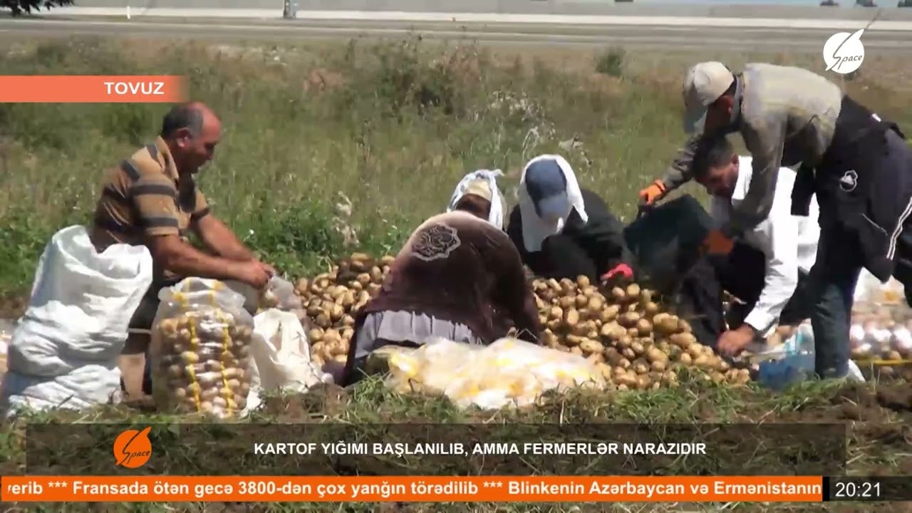 Tovuzda kartof yığımı başlanılıb, amma fermerlər narazıdır
