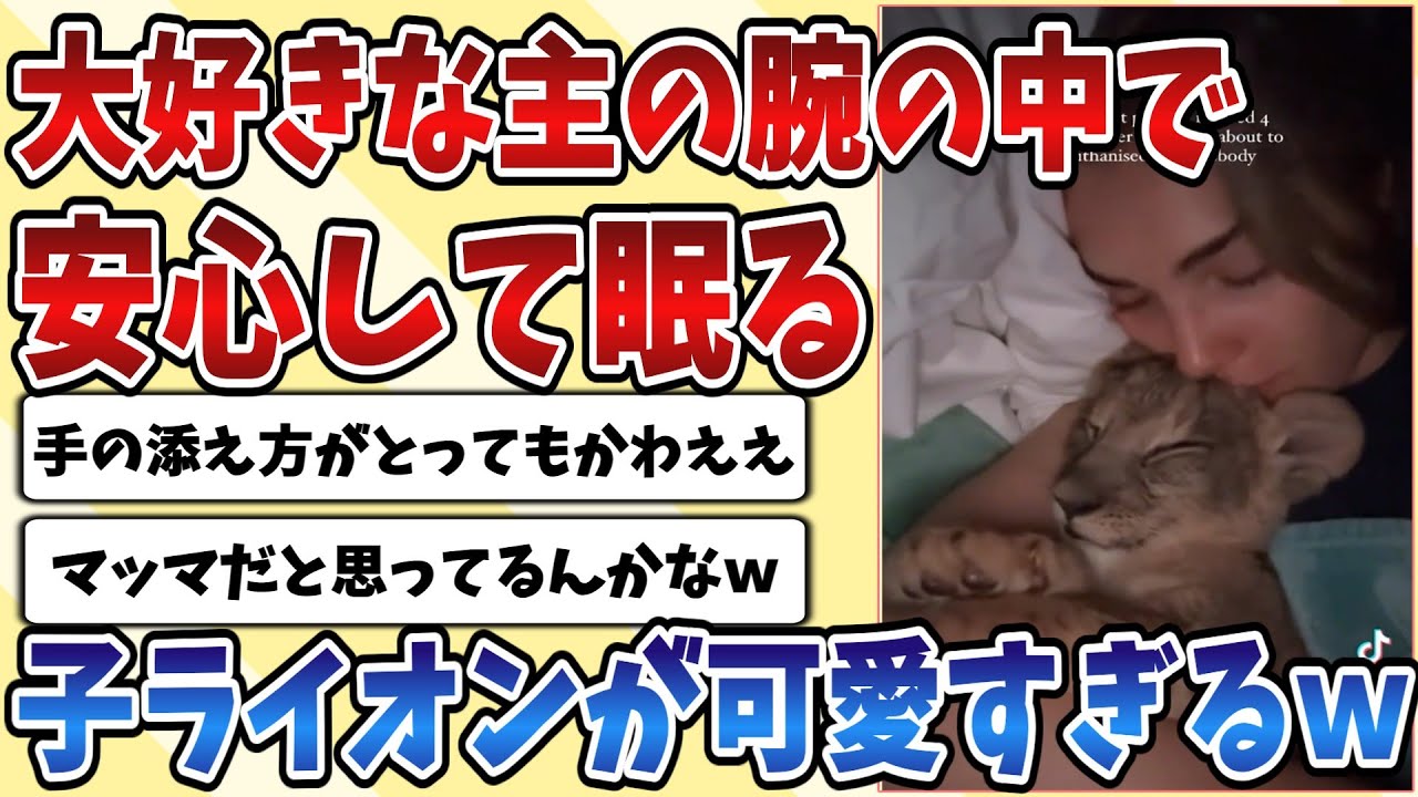 【2ch動物スレ】大好きな主の腕の中で安心して眠る子供の【ライオン】が幸せそうな顔してて可愛すぎてやばいｗｗｗ