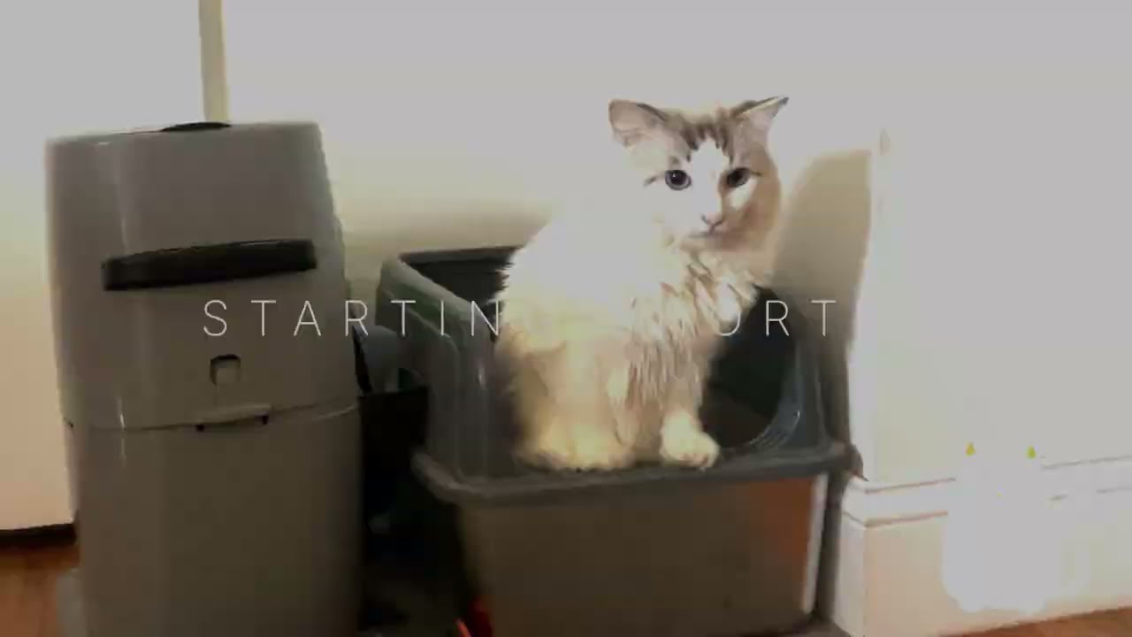 POV: Your Cat Thinks He’s a Ninja