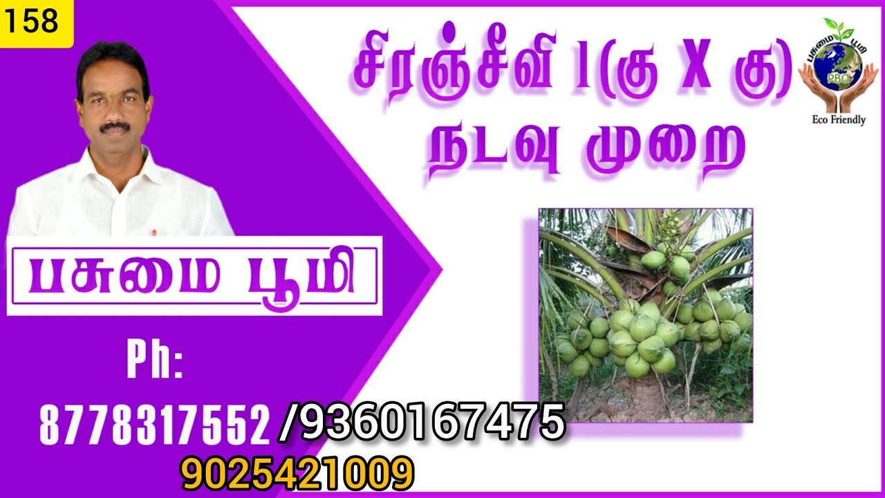 குட்டை x குட்டை ரகம் தென்னங்கன்று நடவு முறை: 158