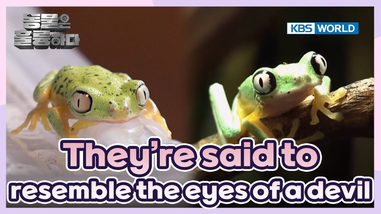 A somewhat suspicious creature🐸 [Animals Are Incredible : EP.6-3] | KBS WORLD TV 250205