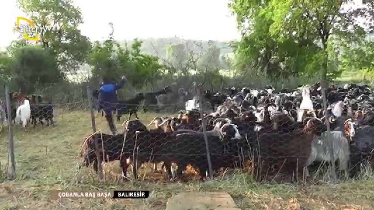 ÇOBANLA BAŞ BAŞA - 2. BÖLÜM