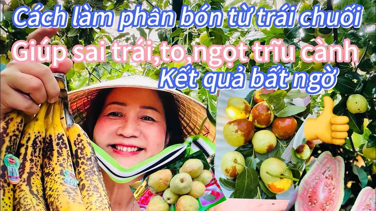 #213🇺🇸Kết quả bất ngờ làm đất compots từ chuối 🍌 trái sai trĩu cành,to,ngọt ngon 🍎🍏🍓💚