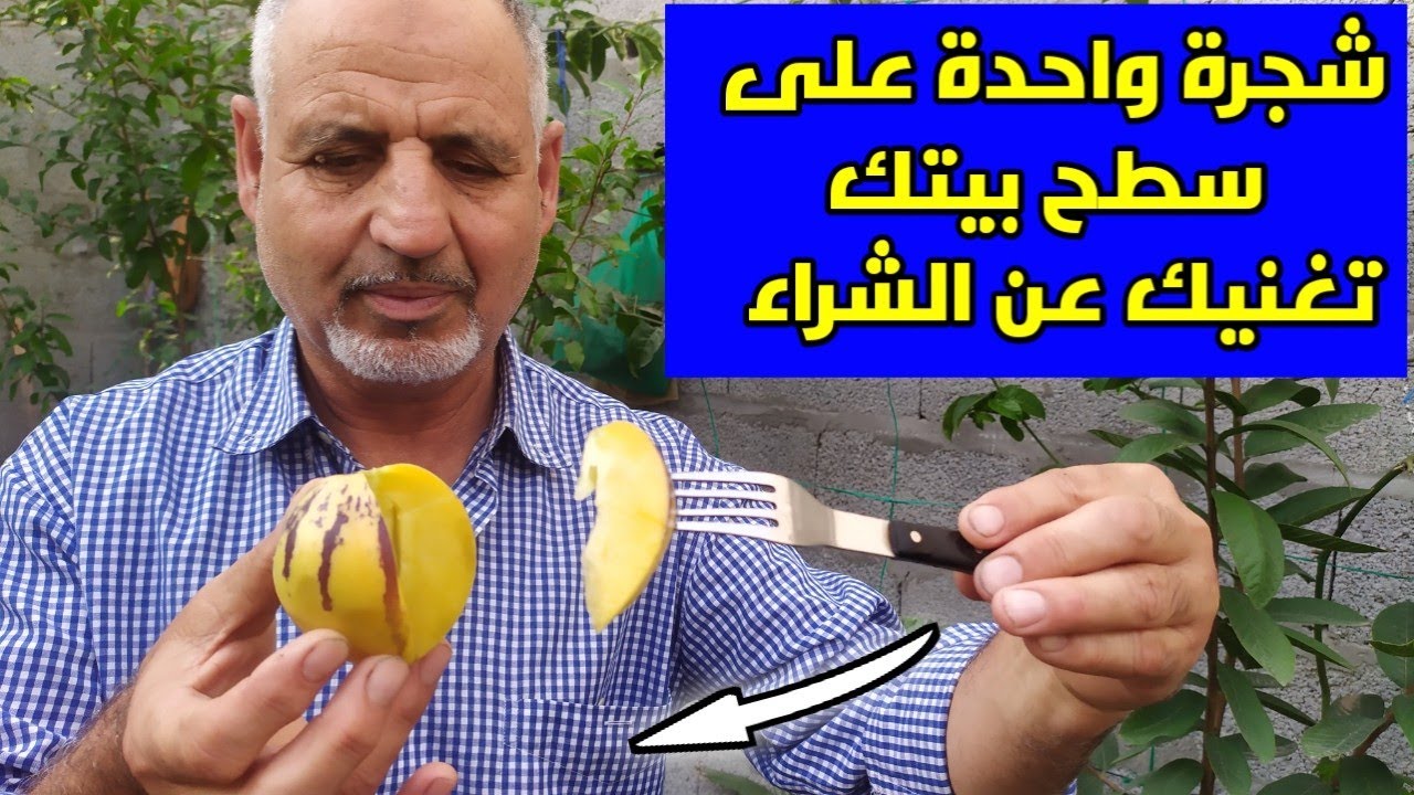 زراعة نبات البيبينو على السطح النتيجة لا تصدق