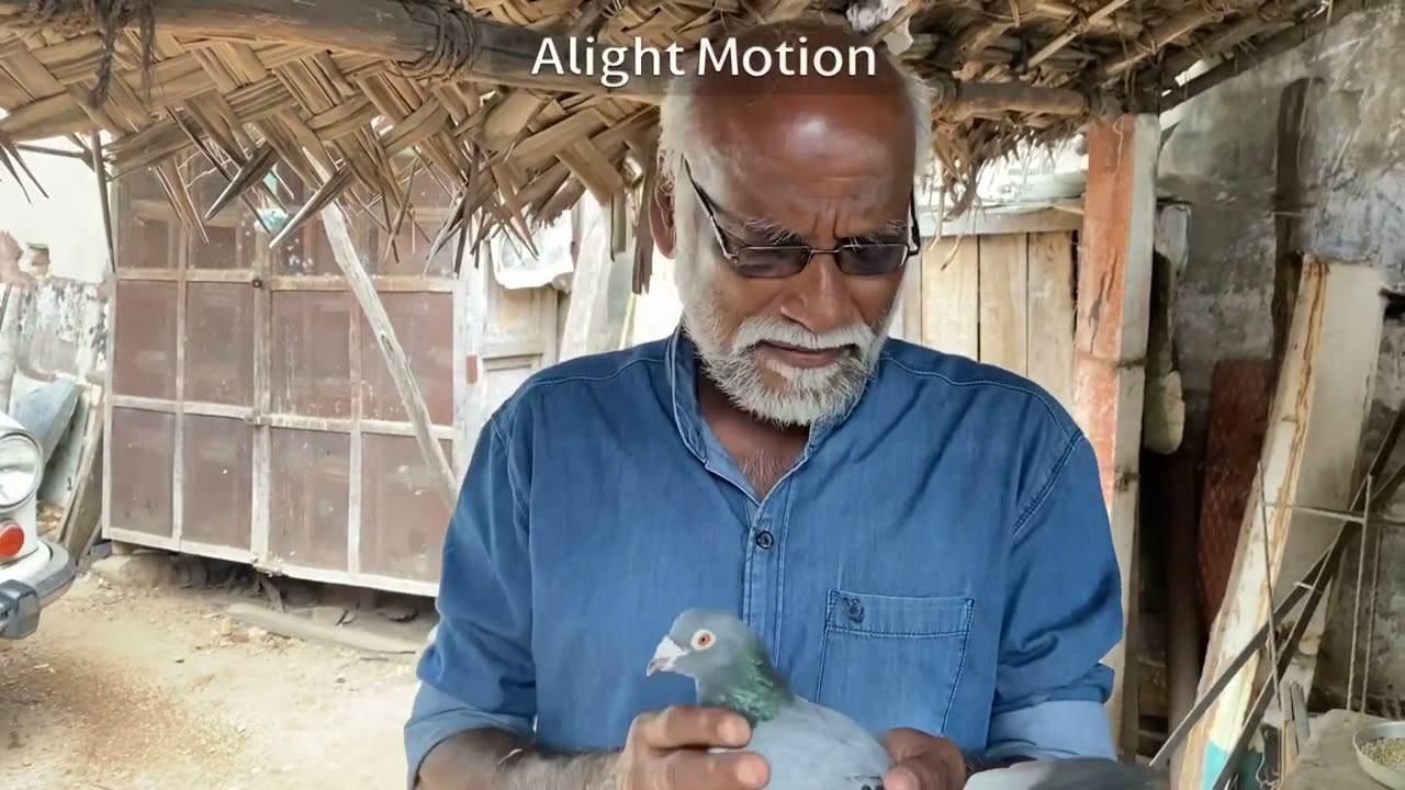 Oldest and unknown pigeons line by trichy shaik