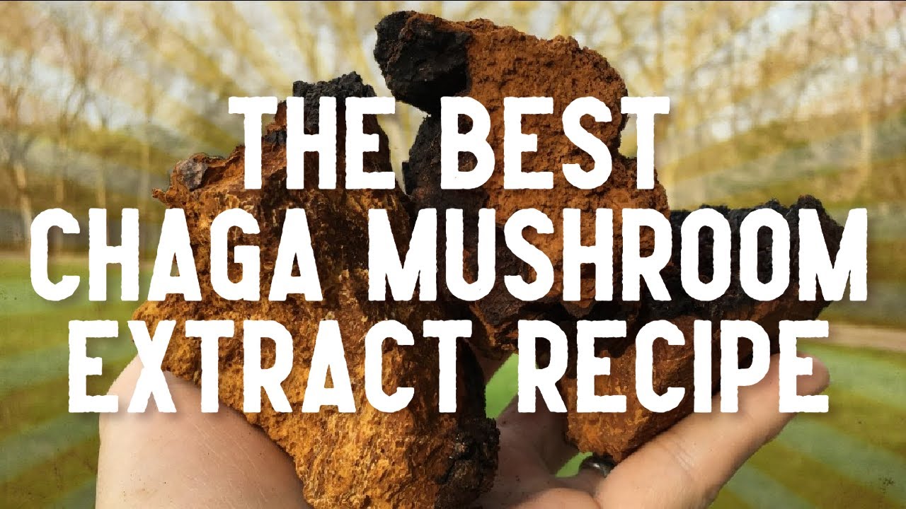Best Chaga Mushroom Extract Recipe - How To Make Dual Extraction