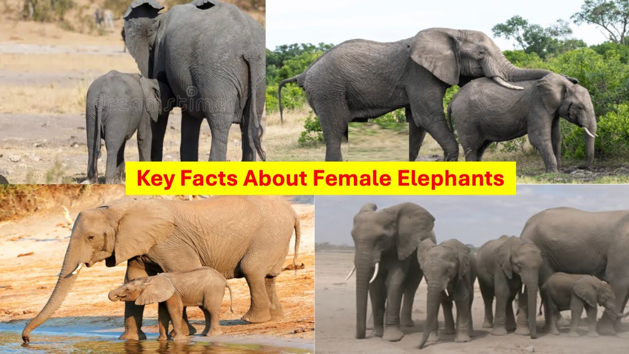 10 Fascinating Facts About Female Elephants You Didn&rsquo;t Know  | Their Lives and Behavior