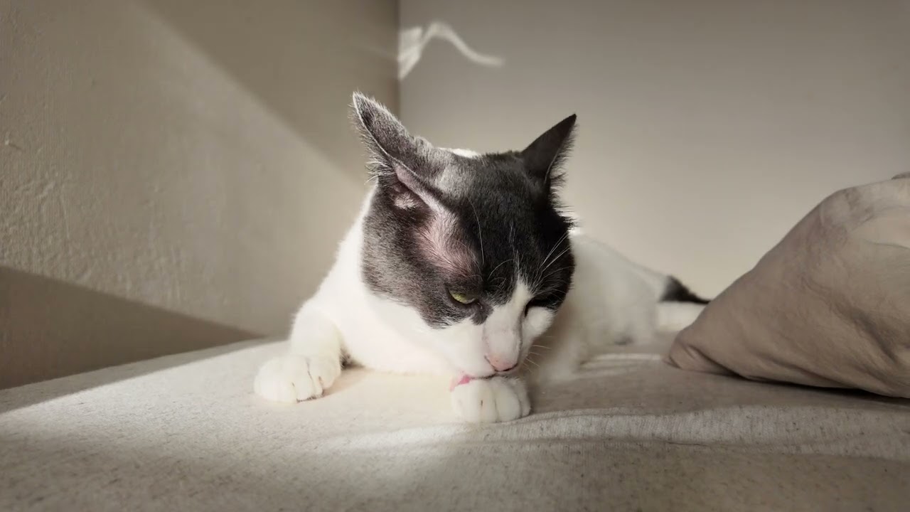 朝日を浴びる優雅風な猫さん＆カーテンレールに何故か乗った７キロのでか猫さん