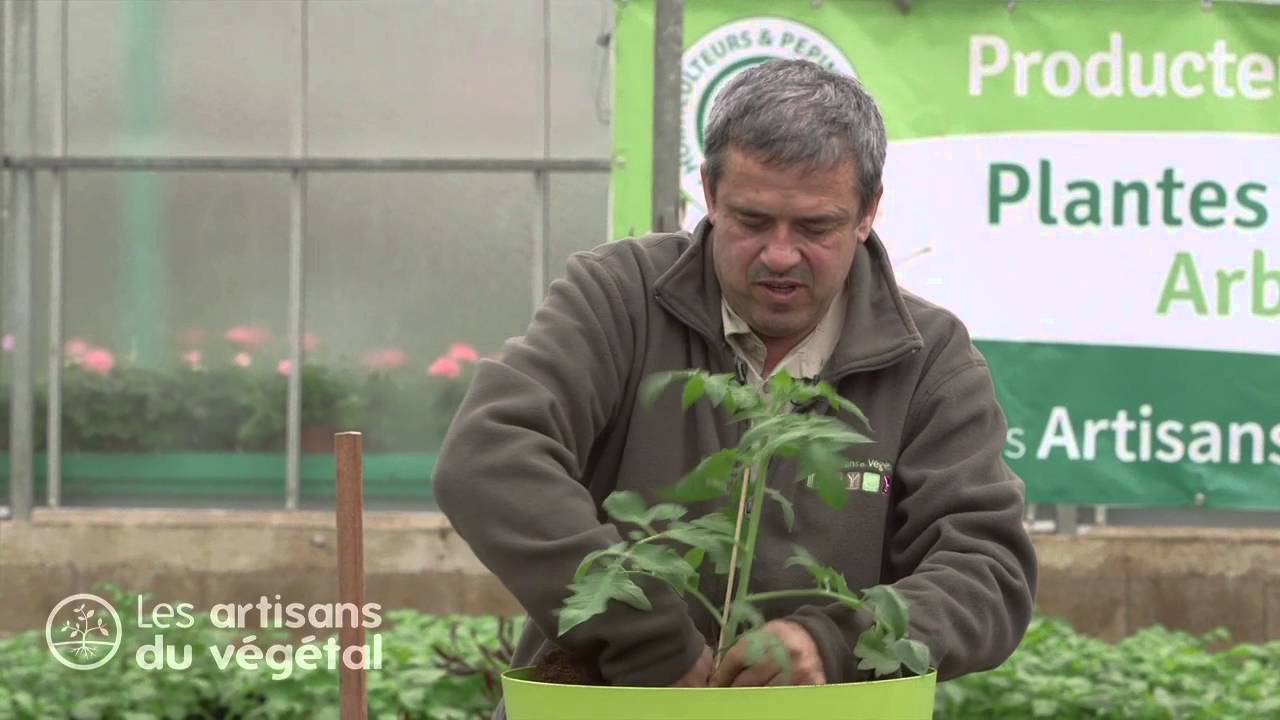 Comment planter des tomates en pots ? 🍅