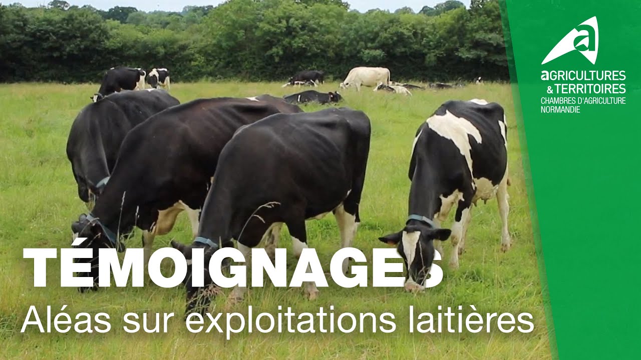 Aléas sur exploitations laitières : Témoignages d'éleveurs | EuroDairy