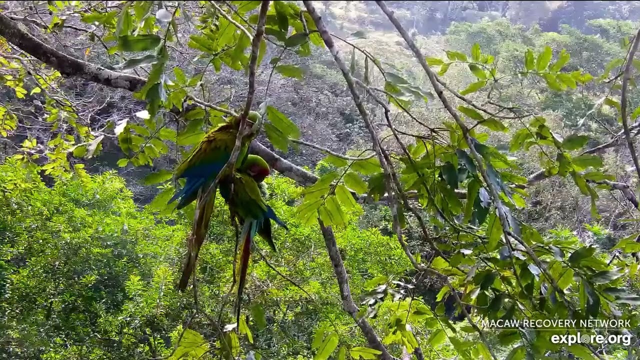 Great Green Macaw Nest - Sarapiquí Rainforest Reserve, Costa Rica, Explore org. 2026/02/18