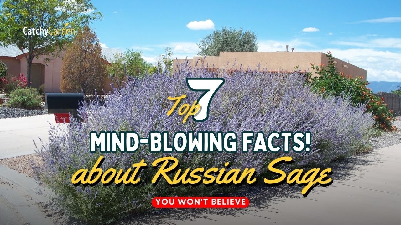 7 потрясающих фактов о русском шалфее, в которые вы не поверите! 🌿✅💡 // Советы по садоводству