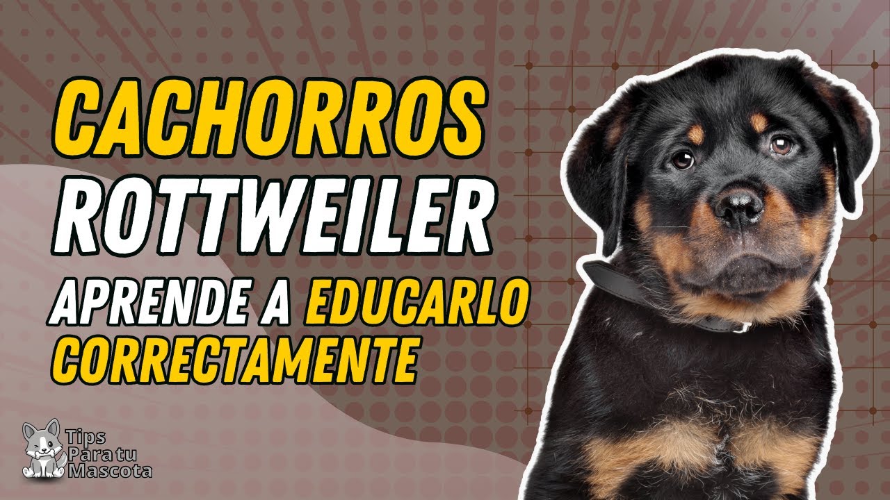 10 TRUCOS DETALLADOS PARA EDUCAR A UN CACHORRO ROTTWEILER.