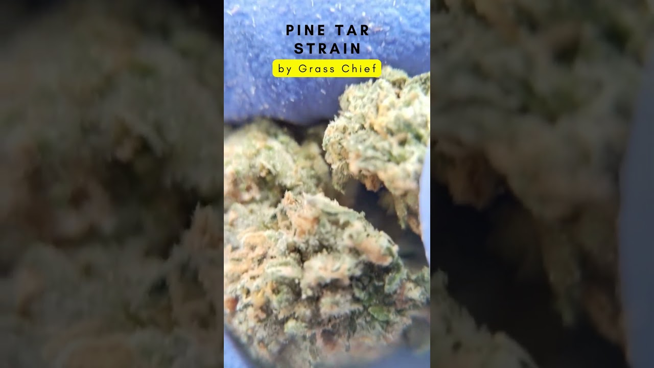 Pine Tar Strain by Grass Chief