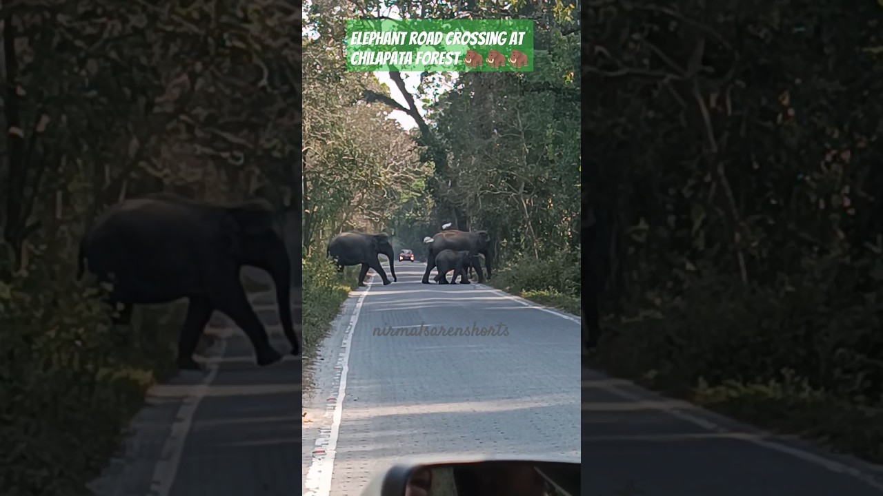 Rare Footage: Incredible Elephant Road Crossing in Reserved Forest #elephants #wildlife #shorts