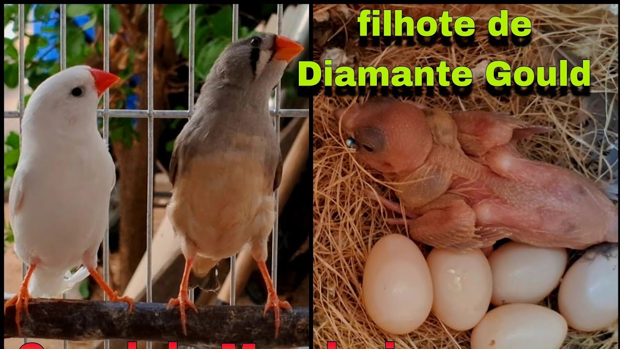 Mandarim Criando filhote de Diamante Gould 25/12/2025