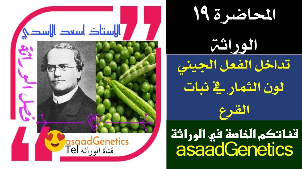 الوراثه تداخل الفعل الجيني لون الثمار لنبات القرع/المحاضره١٩/الاستاذ اسعد الاسدي