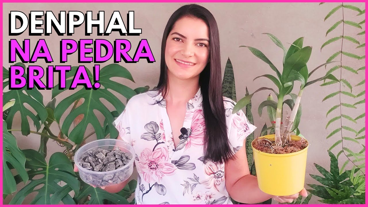 VEJA COMO É SIMPLES E FÁCIL PLANTAR ORQUÍDEA DENPHAL NA PEDRA BRITA 🌸☝️