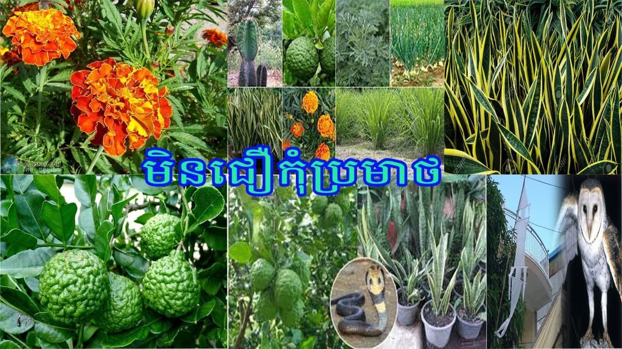 ដើម្បីការពារសត្វពស់នឹងសត្វផ្សេងៗវាចូលក្នុងផ្ទះ/To protect snakes and other animals, they enter the