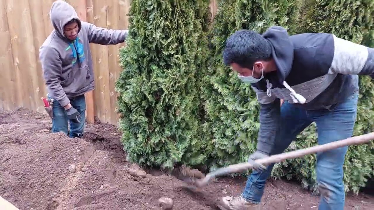 planting Arborvitae Green fence. Plantando pinos esmeralda verde para una barda verde.