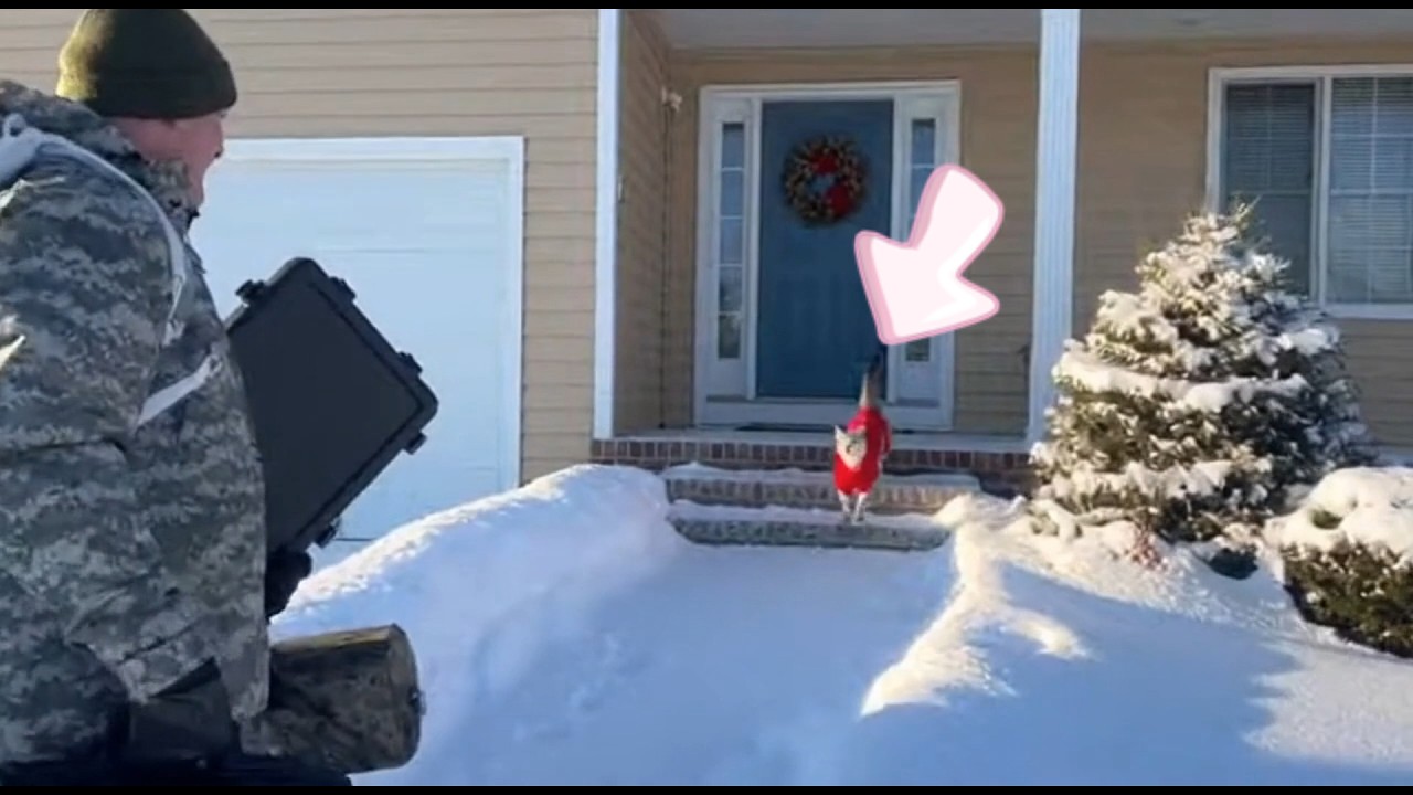 🐈 🥰🥰 Oh My Goodness! Dad's Back After Forever. I'm So Giddy, I'm Spinning in Circles! #cat