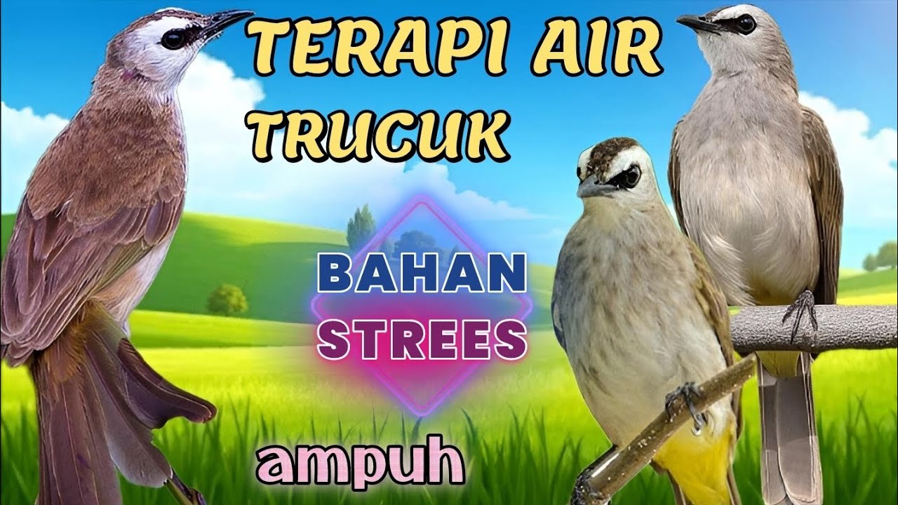 TERAPI AIR TRUCUK,AMPUH MENGATASAI BURUNG,STREES,MACET BUNYI,BAHAN.