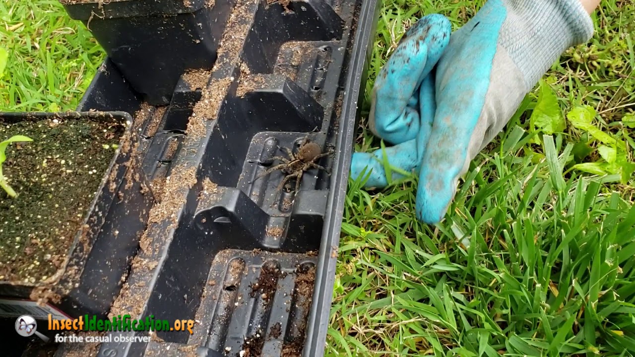 Wolf Spider (Middle Tennessee)