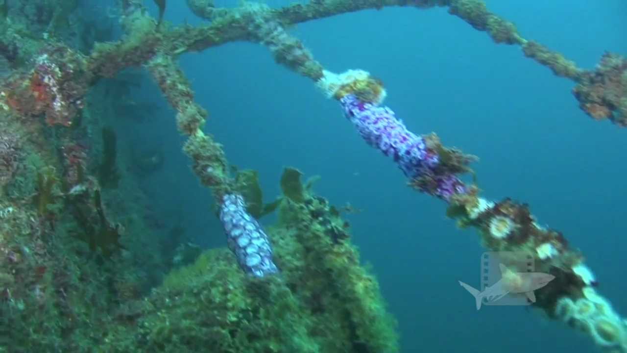 HMNZS Waikato, Tutukaka cost, New Zealand. Dive the former New Zealand navy vessel Waikato.