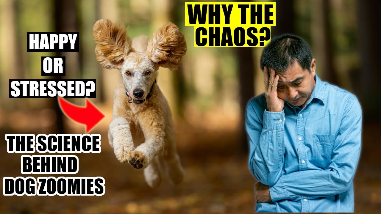 Decoding Dog Zoomies: Are They Happy or Over-Stressed