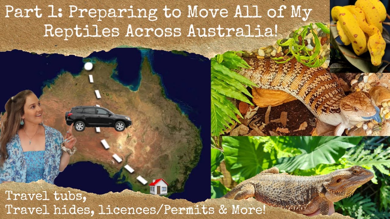 Part 1: Moving all of My Reptiles Across Australia... Creating travel tubs, hides & licence/permit