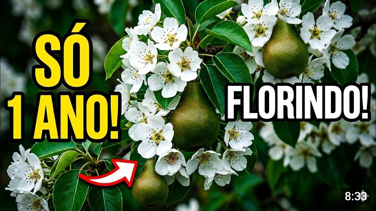 Pé de pera produzindo flores | Floração da pera pêra 🍐 EARLY BON CHRETIEN
