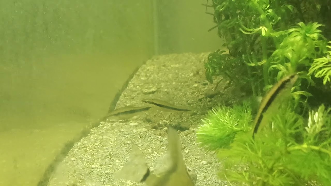 Siamese algae eater sleeping