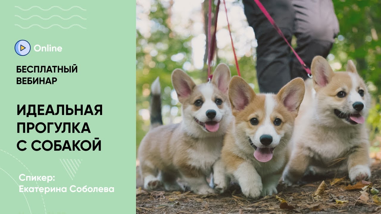 Вебинар «Идеальная прогулка с собакой. Какая она?»