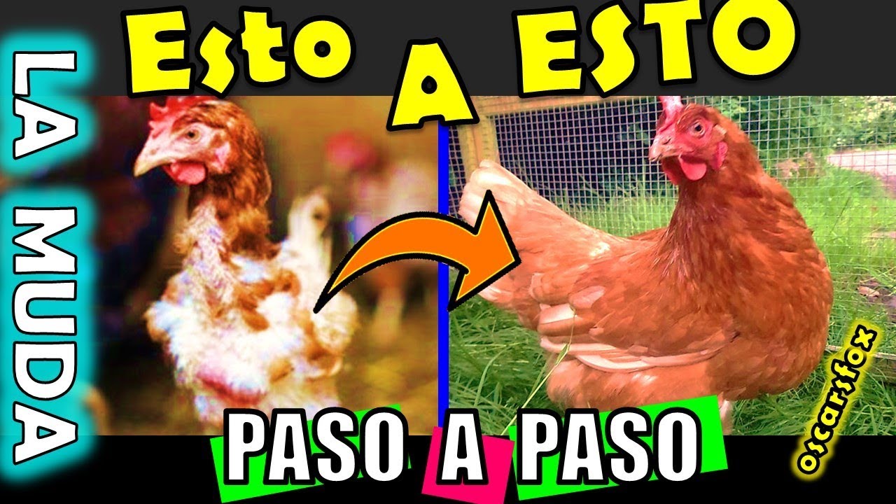 MUDA o pelecha en gallinas 👉RECUPERA EL PLUMAJE Y LA PRODUCCION