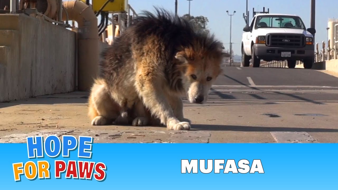 Rescuing a homeless senior dog from a water treatment facility.  Please share.#dog
