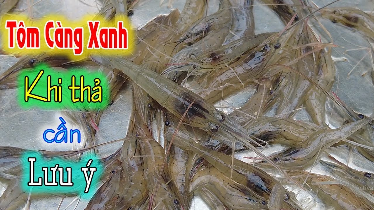 Những lưu &yacute; khi thả nu&ocirc;i T&ocirc;m C&agrave;ng Xanh