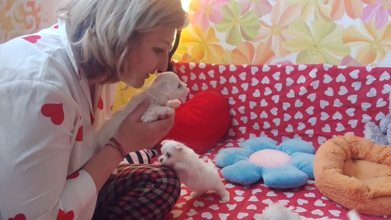 НОВОСТИ ‼️‼️ ПРЕЗЕНТАЦИЯ 🥰 Малыши Мальтезе 💞 Продажа щеночков доставка по миру+79788972514