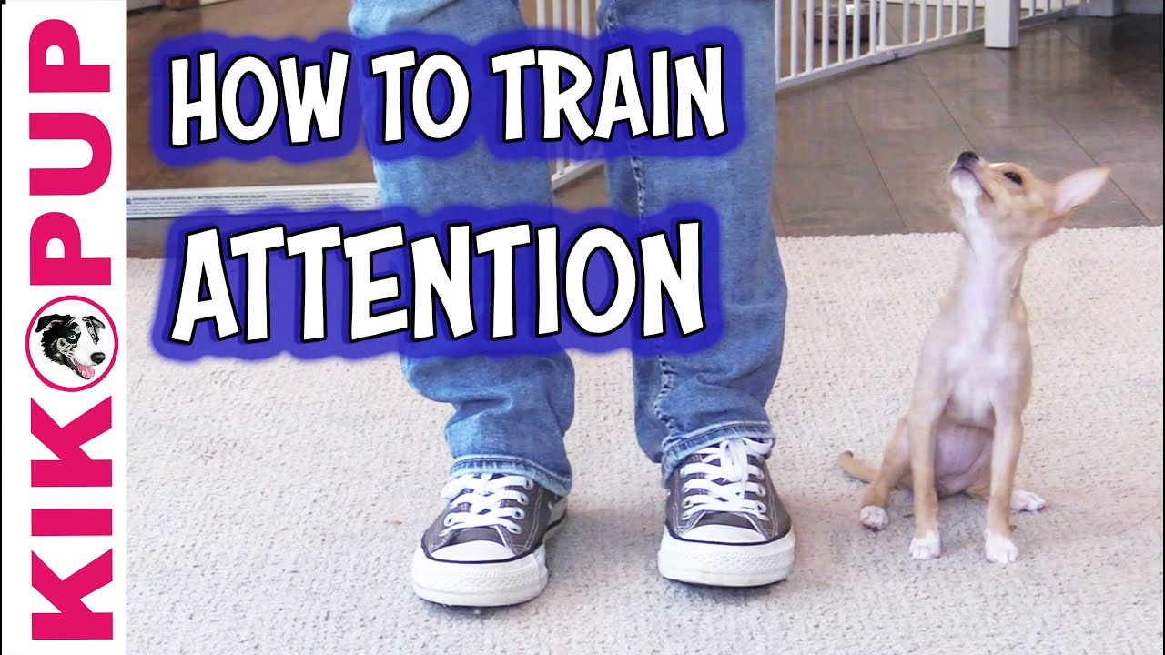 The Attention Noise - Puppy Training