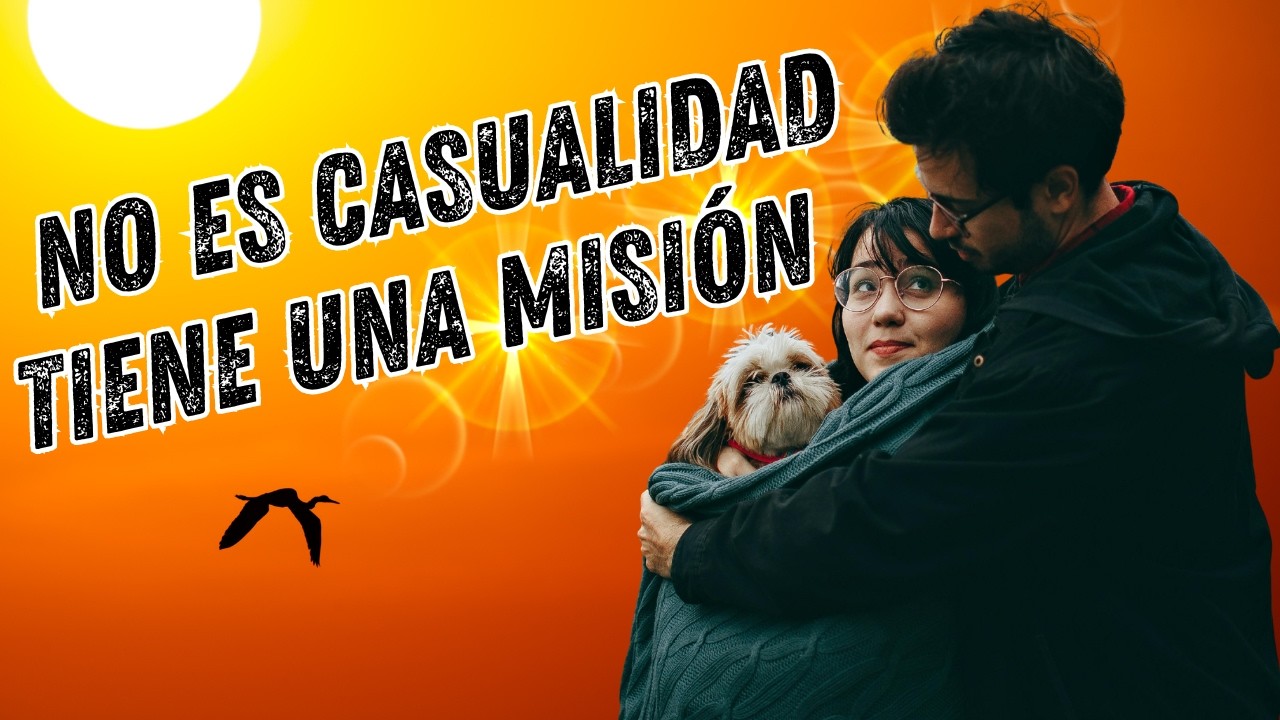 7 Señales de que tu Shih Tzu llegó a tu vida con una misión espiritual
