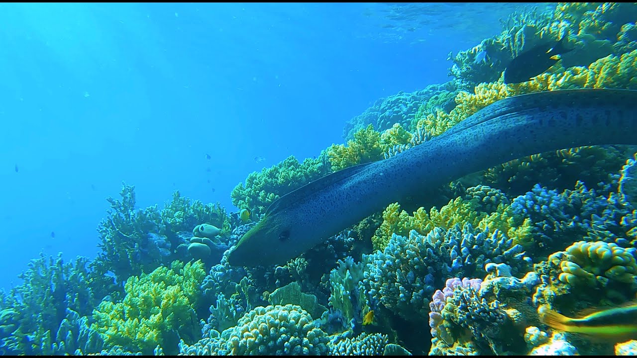 Shams Alam Beach Resort Reef 01.12.2022