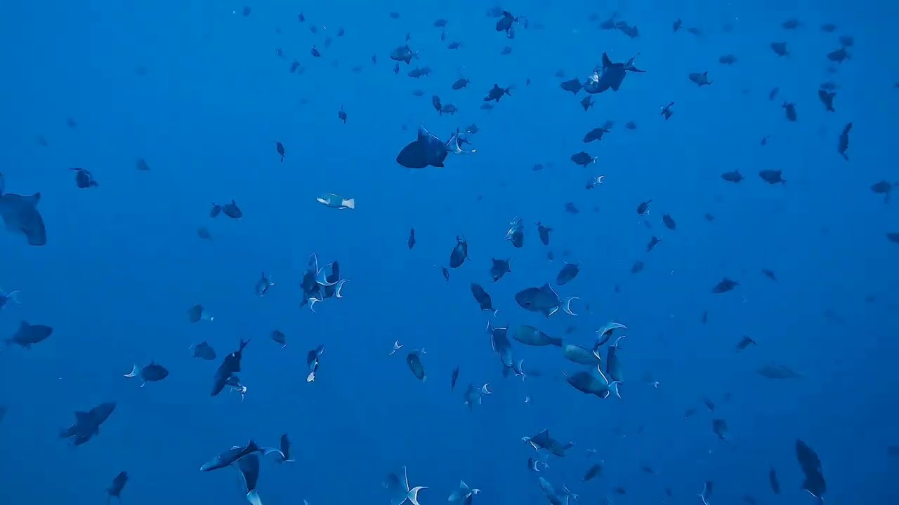Reethi Beach Resort housereef snorkeling on March 18th morning 2025