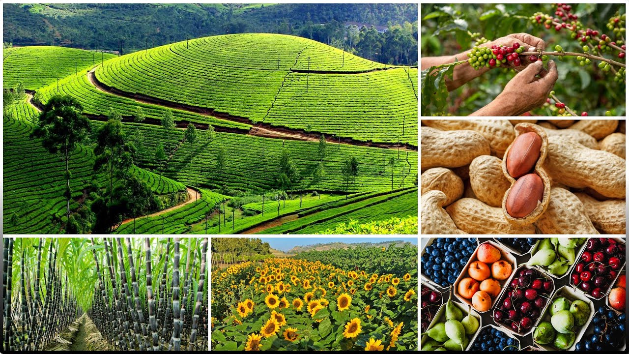 Food crops other than grains: Sugarcane, oilseeds, groundnuts, tea, coffee and horticultural crops